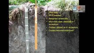 Using Mn IRIS (Indicator of Reduction In Soils) for Early Growing Season Redox Assessment