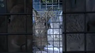Abandoned bunnies at the park - scared for their lives. Full rescue:  