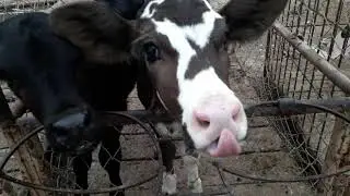 Feeding Calves In A Hunjra Dairy Farm |