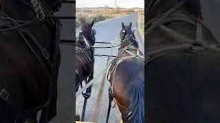 Taking the new team out tonight for a drive! #percheron #horses #wyominglife #draft