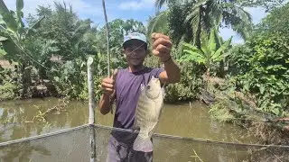 NILA BABON DARI LAHAN CETAK SAWAH TRANSMIGRASI PESISIR KALIMANTAN UTARA