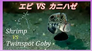 [面白い]カニハゼ vs エビ!! / Twin spot goby vs shrimps !