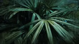 1 Hour Tropical Rain ASMR 🌿 Deep Relaxation & Stress Relief