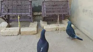 Make a really creative quick pigeon trap from a basket box and wood - the best unique bird trap