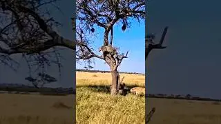 Leopard Escapes Hyenas by Climbing Tree in Lightning Speed