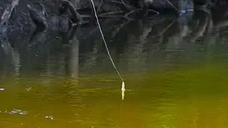 TINY CREEK FISHING Summer Steelhead - Bobber Down!