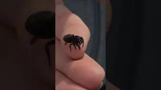 Jumping spider friend