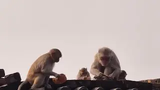 Fierce fight between tiger and monkey