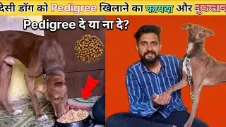 Street dog ko pedigree khilane ke fayde aur nuksan | Desi dog ko pedigree kaise de | street dog diet