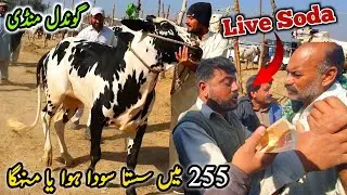 Live Soda 255K Gondal Mandi Attock Latest Update Part l 3 ) 27 January 2025