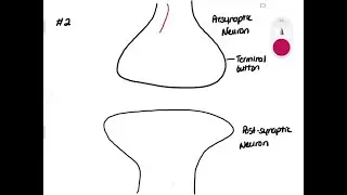 The small space between the end of one neuron and the dendrite of the next is called a synapse.