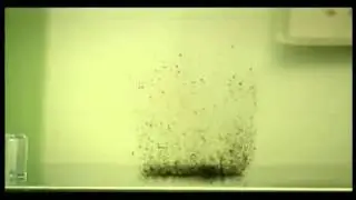 Fleas in a jar (similarity in fleas and human behaviour)