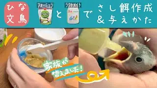 ひな文鳥のさし餌の作り方＆与え方【パウダーフード（ケイティイグザクトフォーミュラ）・あわ玉なし】