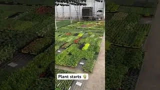 Don&rsquo;t look away. Before you know it they all grow up and move away! #thaicon #plants #garden
