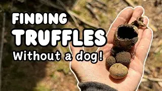 Truffle Hunting without a dog | UK Fungi Foraging