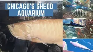 BIG FISH @Shedd Aquarium║Birthday Outing #thingstodoinchicago #sheddaquarium #navypier #kidsbirthday