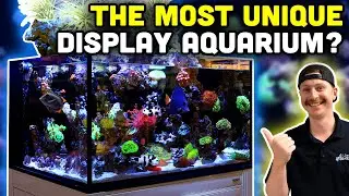 The Ultimate MIXED Lagoon! Waterfall Display Tank Tour!