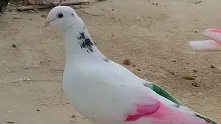 👆✨🕊️🕊️mini vlog channel #trending #viral #shorts #explorepa#vilogpigeon 🕊️✨🫀🥀#subscribe 