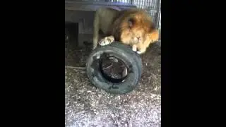 Dandelion with his tire