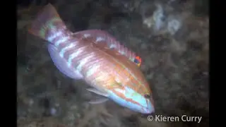 Gunthers Wrasse - Pseudolabrus guentheri