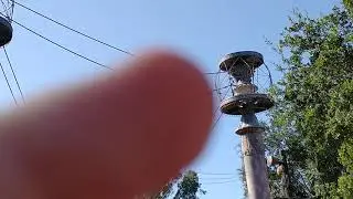 The Monkey Mating Call at Animal Kingdom