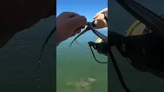 Big Bat Ray Fights! #fishing #fishingcalifornia #shorts