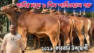 ৯ পিস শাহিওয়াল গরু লাটে ১ লক্ষ ১৫ হাজার টাকায়। ২০২৬ কোরবানি  গরু।রাজশাহী সিটি হাট 