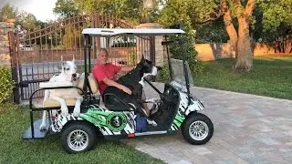 Laid Back Great Danes Relax on a Golf Cart Ride
