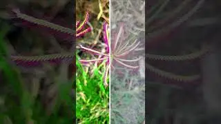 Photo Color Correction || Before And After Effect || Line Wipe Effect #ytshorts #viral #nature