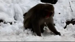 Snow Monkeys, Jugokudani Yaen-Koen, Judanaka, Nagano Prefecture, Japan