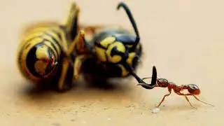 Red ant carrying away a wasp - reverse lens macro technique
