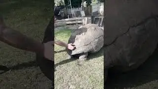 Tortoise Enjoying Back Scratches