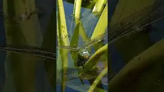 Dragon Fly Up Close #shorts
