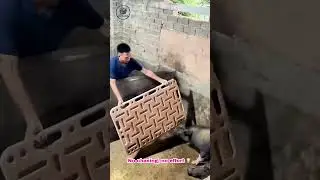 Easiest PIG CATCH Ever! 🐖😂 Farmer 200 IQ Hack! #piglife #farming