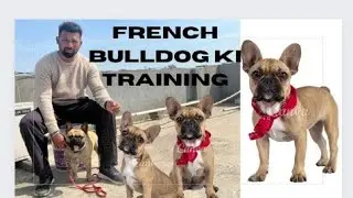 French Bulldog ki training dog trainer Batala #dog #training #tips #batala