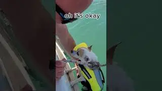 Dog Life Jacket Test #dogonboat #sailinglife&nbsp; #boatlifestyle #sailingboat