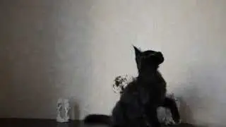 Кот мейн кун черный солид - питомник 