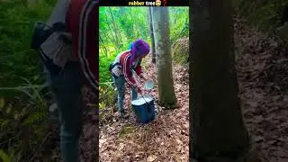 Rubber tree🤯❓️ #factlist #facts  #shortsvideo