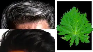 Grey Hair Turn Black Naturally Permanently with papaya leaves |White Hair To Black Hair Naturally