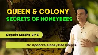 Les castes d'abeilles | Abeilles reines, nourrices et soldats | Apiculture naturelle avec Apoorva