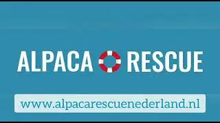 Adopteer een Alpaca als kerstgeschenk