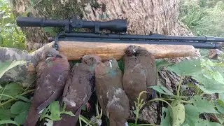 mga tropa may pang olam nanaman tayo LIMANG piraso ibon na alimukon or kuro kuro