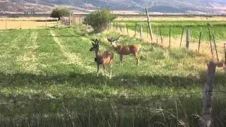 2012 Big Muleys in Utah