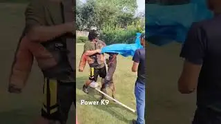 Protection Training Dutch Shepherd 🔥
