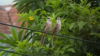 VIRAL Wild couple Yellow-vented Bulbul alarm call - #birding #nature #birdphotography