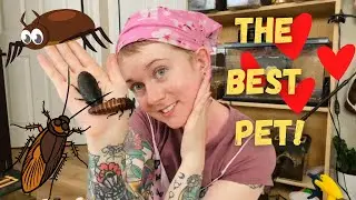 Why Hissing Cockroaches are the BEST Pet!
