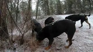 Cold Mountain Rottweilers