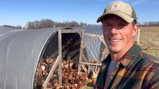 The laying hens are coming! A race to the finish!