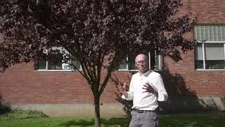 Слива цветущая пурпурнолистная (Prunus cerasifera) - Идентификация растений