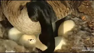 Decorah N1 Goose Nest~Hatch in Process- Incredible Zoom_4/12/25